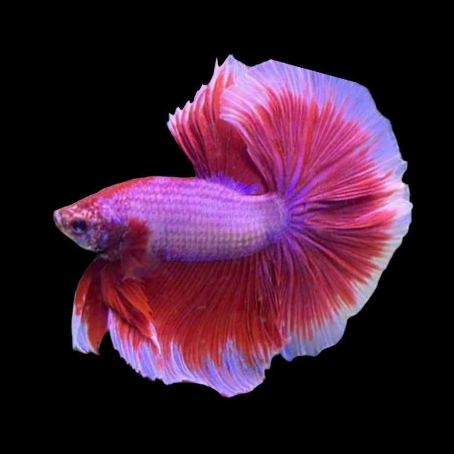 HALFMOON BUTTERFLY BETTA