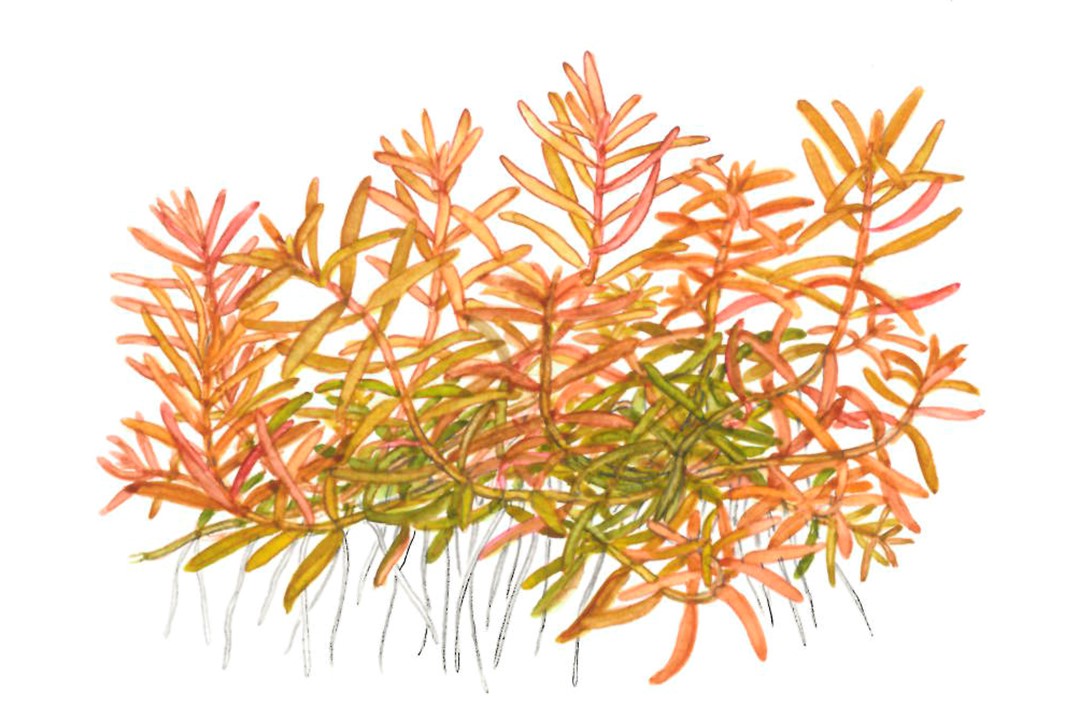 TROPICA ROTALA ROTINDIFOLIA HRA