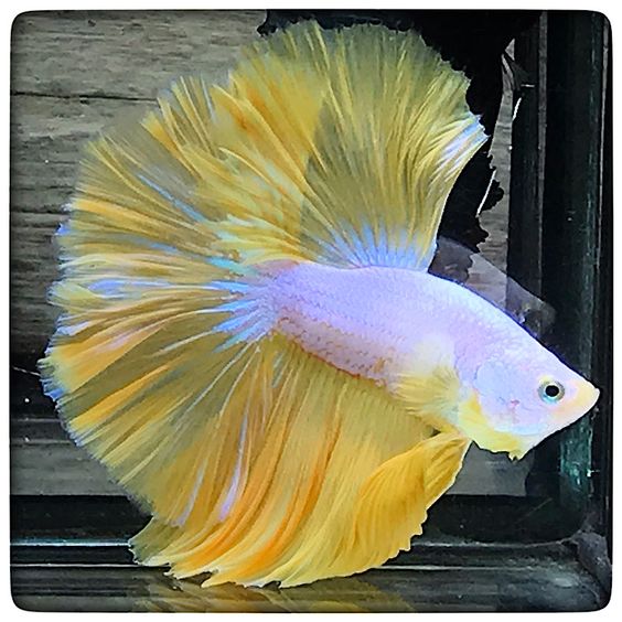 HALFMOON YELLOW DRAGON BETTA