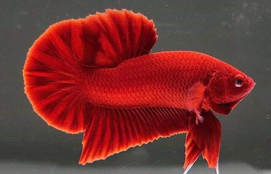 ROUNDTAIL BETTA
