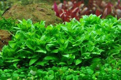 Staurogyne Repens Pot Plant