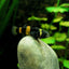 BUMBLEBEE GOBY