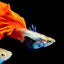 BIG EAR GUPPY PAIR