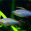 DWARF NEON RAINBOW 3cm