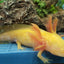 AXOLOTL