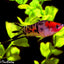 SWORD TAIL FISH MIX