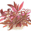 TROPICA ALTERNANTHERA REINECKII MINI