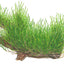 TROPICA TAXIPHYLLUM FLAME