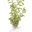 TROPICA ROTALA ROTUNDIFOLIA GREEN