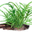 TROPICA MICROSORUM TRIDENT