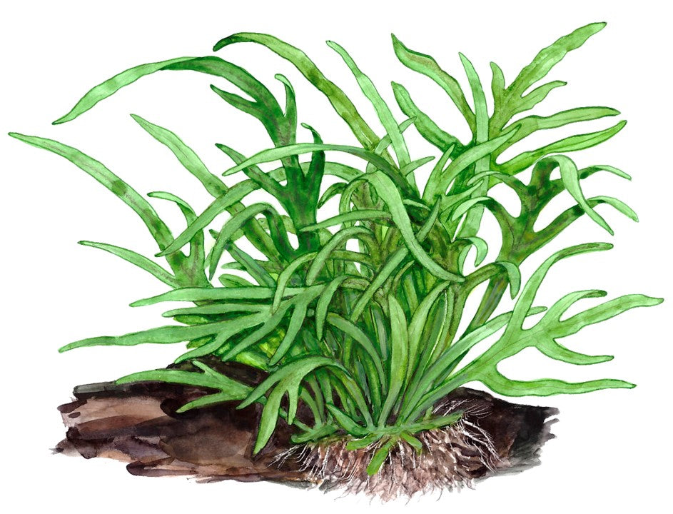 TROPICA MICROSORUM TRIDENT