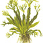TROPICA MICROSORUM WINDELOV