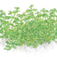 TROPICA MICRANTHEMUM MONTE CARLO