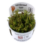 TROPICA ROTALA WALLICHII