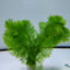 CABOMBA CAROLINIANA POT PLANT