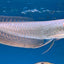 SILVER AROWANA 20-25cm