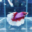 HALFMOON Butterfly Red/White