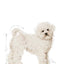 ROYAL CANIN BICHON FRISE ADULT 1.5KG