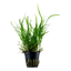TROPICA MICROSORUM TRIDENT