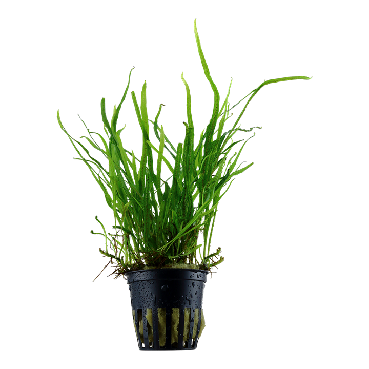 TROPICA MICROSORUM TRIDENT