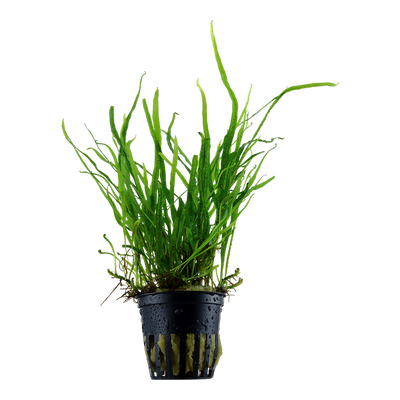 TROPICA MICROSORUM TRIDENT
