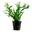 TROPICA MICROSORUM WINDELOV