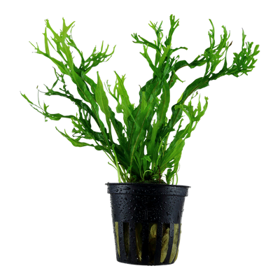TROPICA MICROSORUM WINDELOV