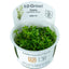 TROPICA ROTALA ROTUNDIFOLIA GREEN