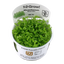 TROPICA MICRANTHEMUM MONTE CARLO