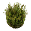 TROPICA ROTALA WALLICHII