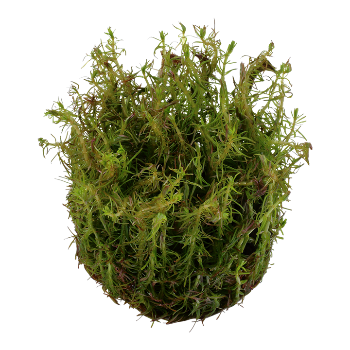 TROPICA ROTALA WALLICHII