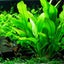 ECHINIDORUS BLEHERI POT PLANT