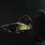 METAL BLACK SPECIAL GUPPY PAIR