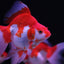 RYUKIN GOLDFISH