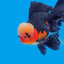 ORANDA Fish mix 8cm