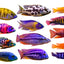 MALAWI MIX 5-6cm