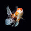 ORANDA Fish mix 8cm