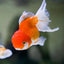 ORANDA Fish mix 8cm