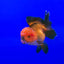 ORANDA Fish mix 8cm