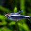 BLACK NEON TETRA 2CM