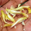 FULL GOLD RIBBON GUPPY PAIR