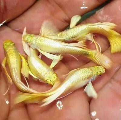 FULL GOLD RIBBON GUPPY PAIR