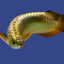 24K GOLD AROWANA FISH