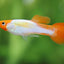 KOI GUPPY MALE