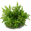 TROPICA POGOSTEMON HELFERI