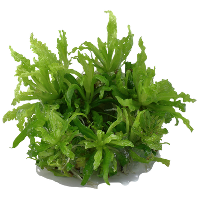 TROPICA POGOSTEMON HELFERI