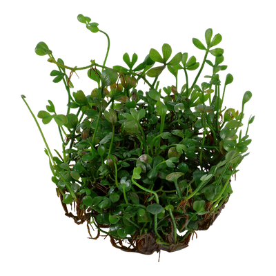 TROPICA MARCILEA MINUTA