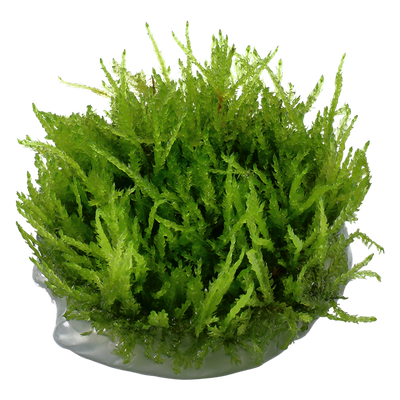 TROPICA VESICULARIA WEEPING