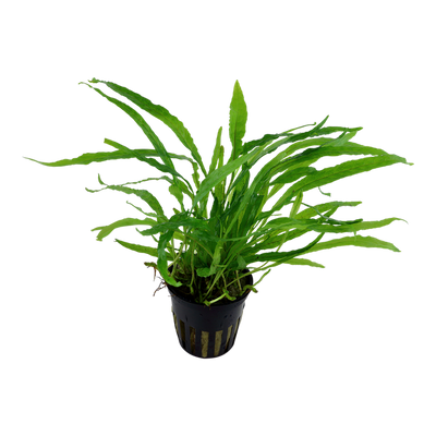 TROPICA MICROSORUM NARROW