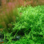 TROPICA ROTALA ROTUNDIFOLIA GREEN